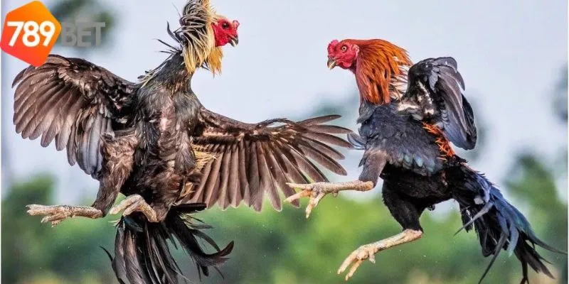 Đá Gà Thomo 789Bet - Đa Dạng Loại Hình Chọi Gà Phổ Biến 3 Lý do người chơi yêu thích đá gà thomo