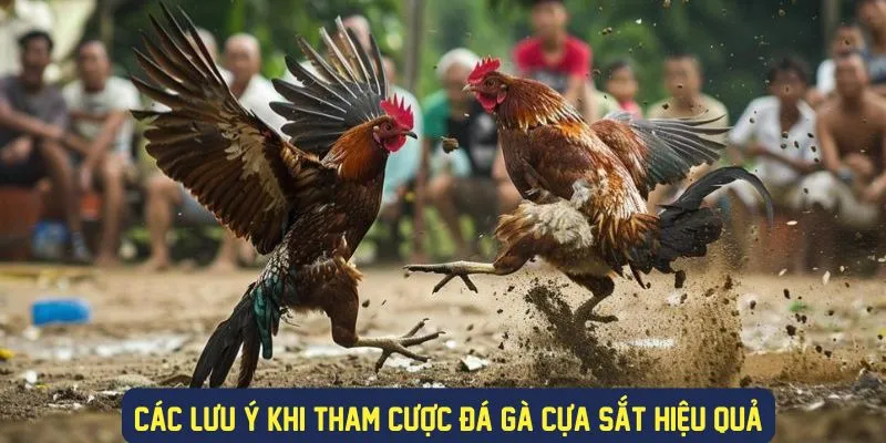 Đá Gà Cựa Sắt - Sân Chơi Đá Gà Cực Sôi Động Tại 789bet 4 Những lưu ý khi trải nghiệm đá gà cựa sắt
