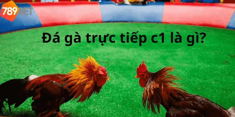 Trải Nghiệm Cược Đá Gà Trực Tiếp C1 Vô Cùng Hot Của 789bet 2 Đá gà trực tiếp C1 là gì?