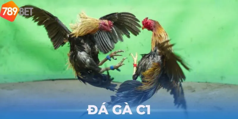 Trải Nghiệm Cược Đá Gà Trực Tiếp C1 Vô Cùng Hot Của 789bet 3 Đá gà trực tiếp C1 đỉnh cao của các chiến kê