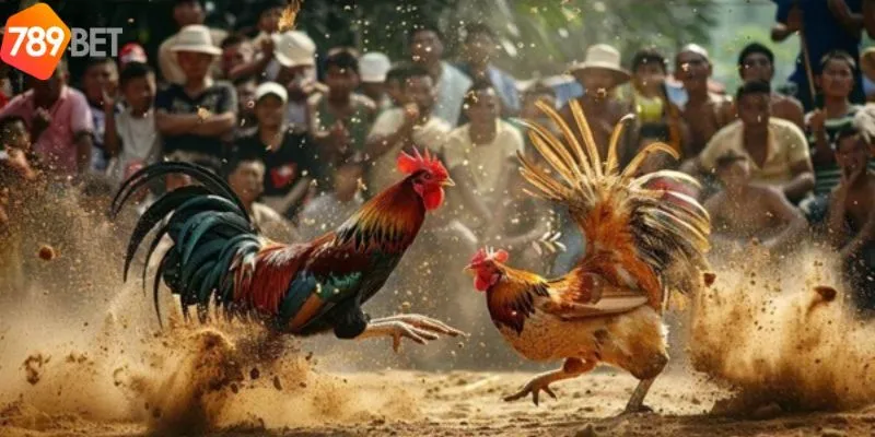 Trải Nghiệm Cược Đá Gà Trực Tiếp C1 Vô Cùng Hot Của 789bet 4 Kinh nghiệm tham gia đá gà trực tiếp C1