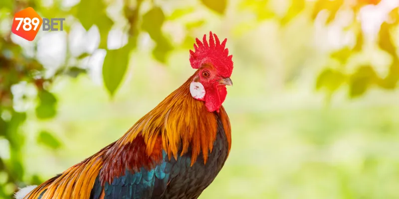 Đá Gà Lông Vũ Nghệ Thuật: Trận Đấu Đỉnh Cao Tại 789BET 4 Chiến thuật đá gà lông vũ nghệ thuật