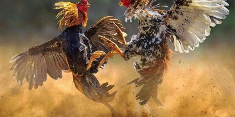 Trực Tiếp Đá Gà Cpc3 - Cảm Nhận Giây Phút Sôi Động Tại 789bet 2 Tổng quan về đá gà trực tiếp CPC3